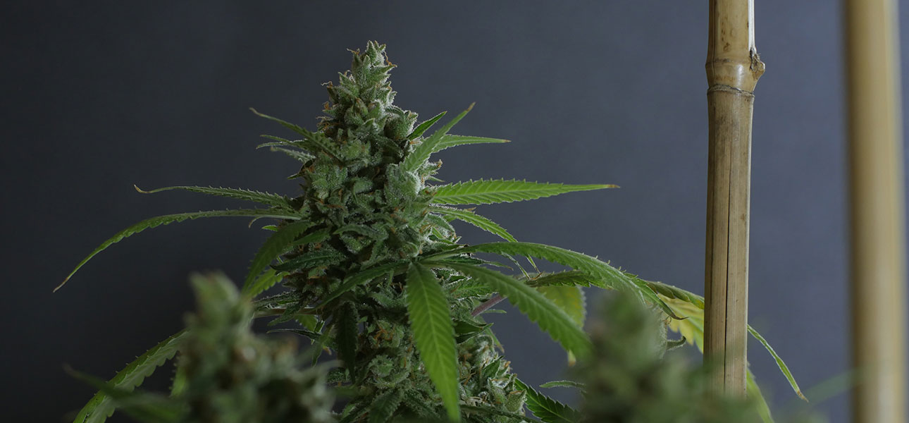 Northern Light Special
