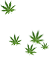 Five Leafs